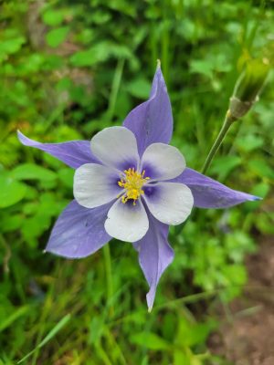 columbine flower